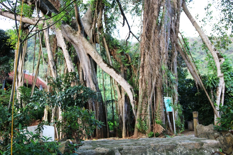 cây đa di chuyển- thuê xe du lịch hoa lư