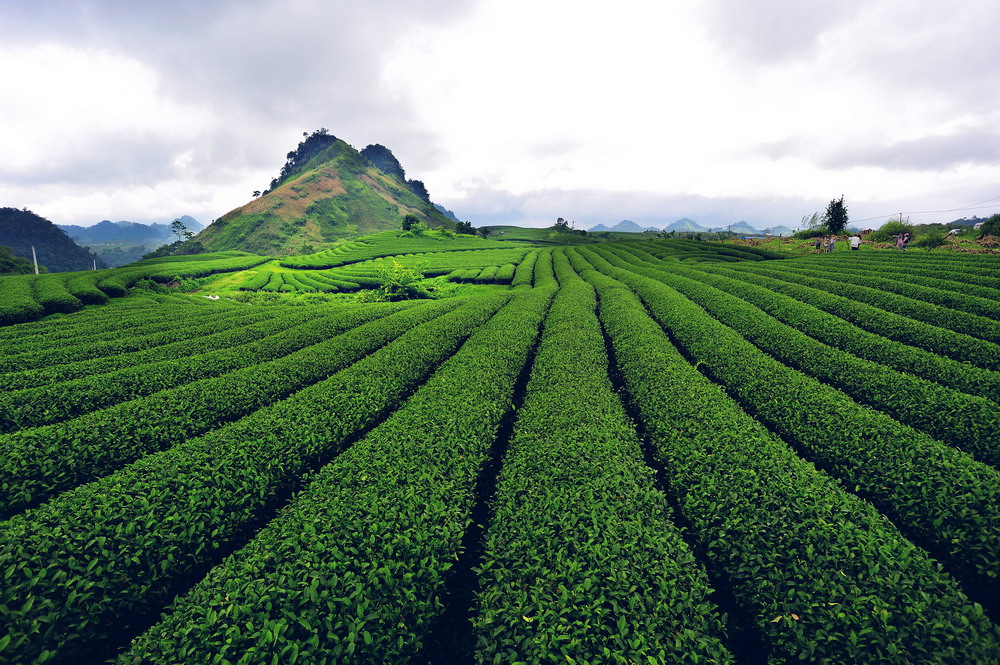 Tham quan đồi chè tại Mộc Châu - Thuê xe du lịch  đi sơn la