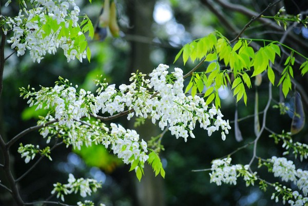 Cho thuê xe ngắm hoa sưa Hà Nôi